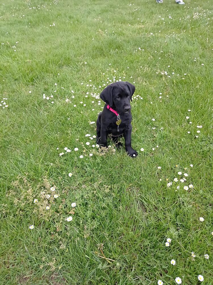 Liebe in Sicht Interview Foto von Hund