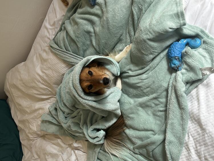 Haydens Schreibbegleiter, ihr Hund